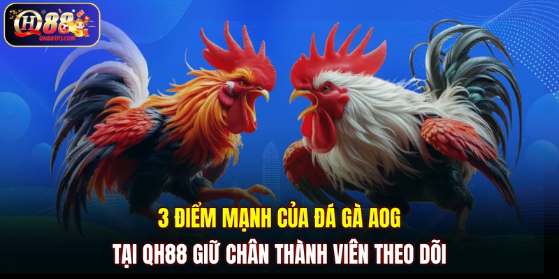 3 điểm mạnh của đá gà AOG tại QH88 giữ chân thành viên theo dõi