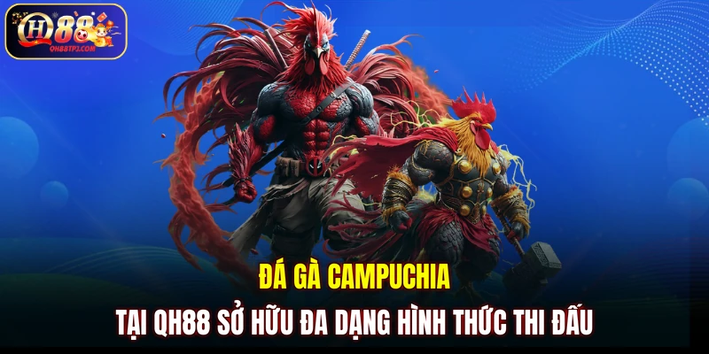 Đá gà Campuchia tại QH88 sở hữu đa dạng hình thức thi đấu