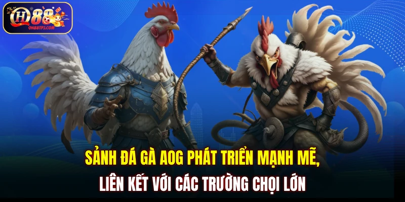 Sảnh đá gà AOG phát triển mạnh mẽ, liên kết với các trường chọi lớn