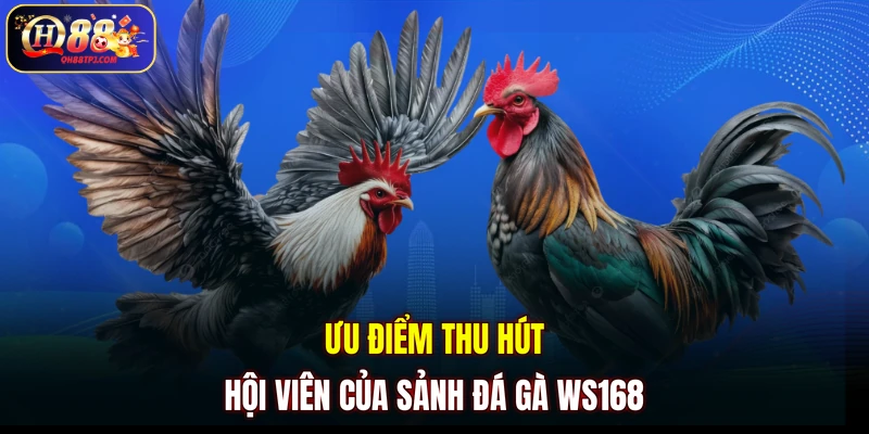 Ưu điểm thu hút hội viên của sảnh đá gà WS168
